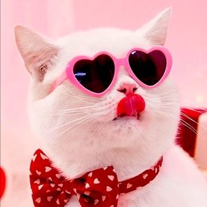 Heart ❤️ sunglasses pet